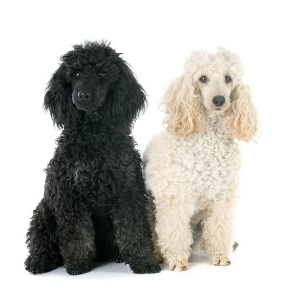 Dois poodles — Fotografia de Stock