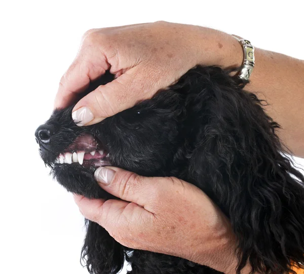 Teeth of poodle — Stock Photo, Image