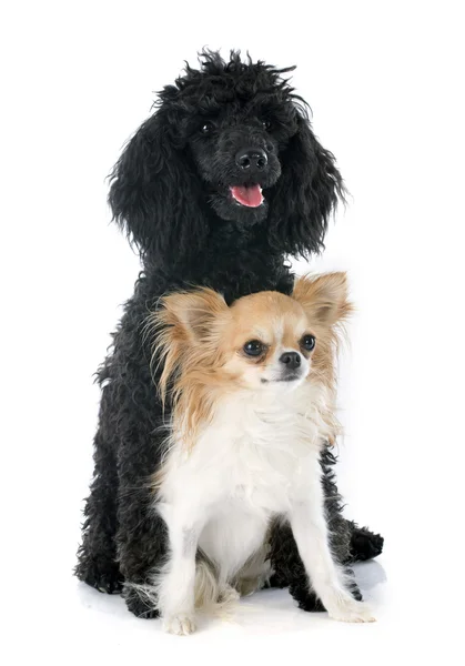 Welpen Pudel und Chihuahua — Stockfoto