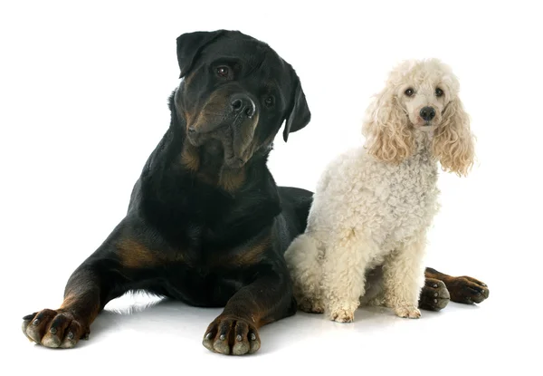 Rottweiler and poodle — Stock Photo, Image