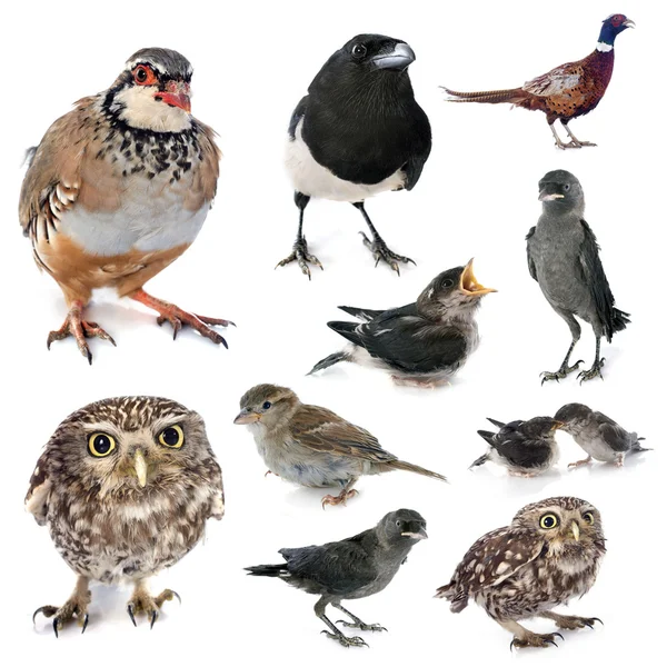 Group of wild birds — Stock Photo, Image