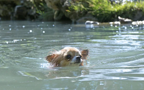 Puppy chihuahua in de rivier — Stockfoto