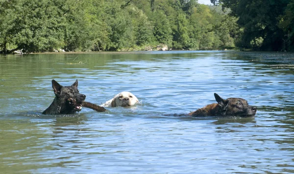 Swimming dogs — Stock Photo, Image