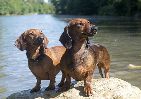 Dois dachshunds. — Fotografia de Stock