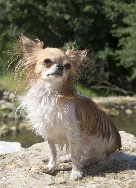 Chihuahua in the river — Stock Photo, Image