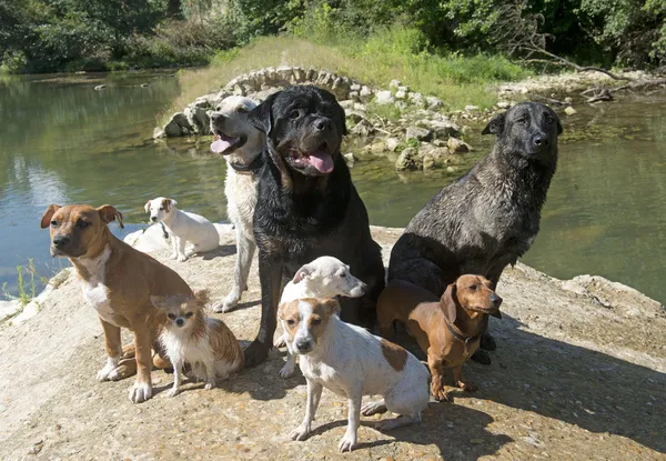 Groep honden — Stockfoto