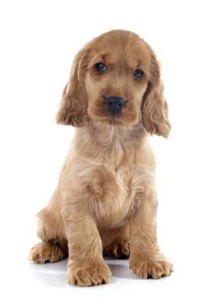 Puppy Engelse cocker — Stockfoto