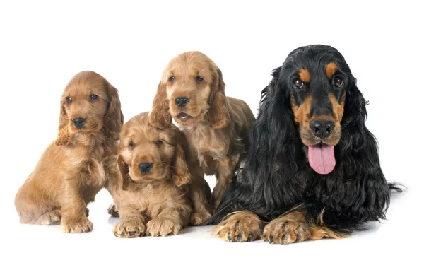 Familie englischer Cocker — Stockfoto