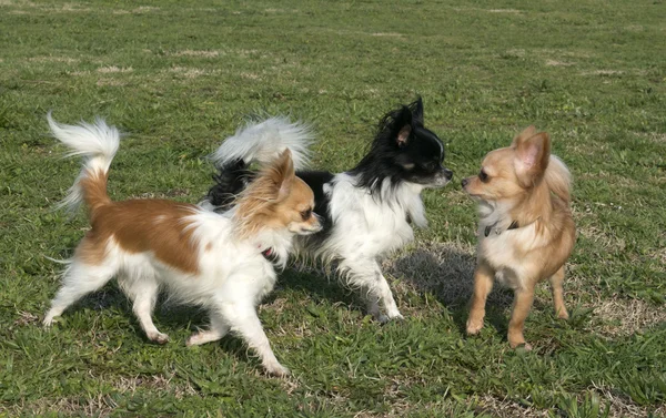 Trzy Chihuahua — Zdjęcie stockowe