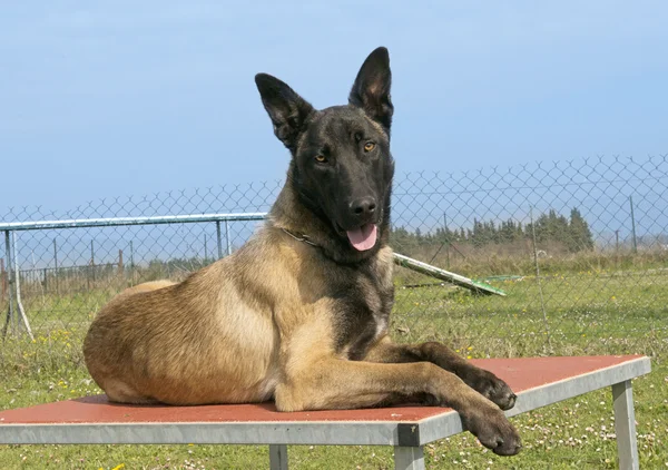 Belgijski malinois — Zdjęcie stockowe