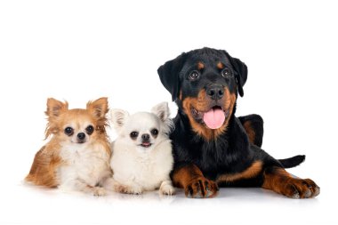 Beyaz arka planda köpek yavrusu Rottweiler ve chihuahua