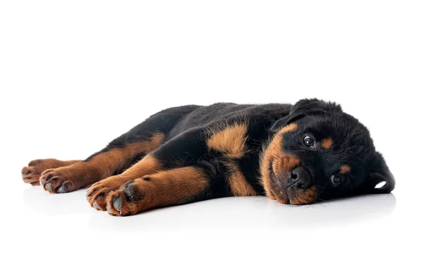 Cachorro Rottweiler Frente Fundo Branco — Fotografia de Stock