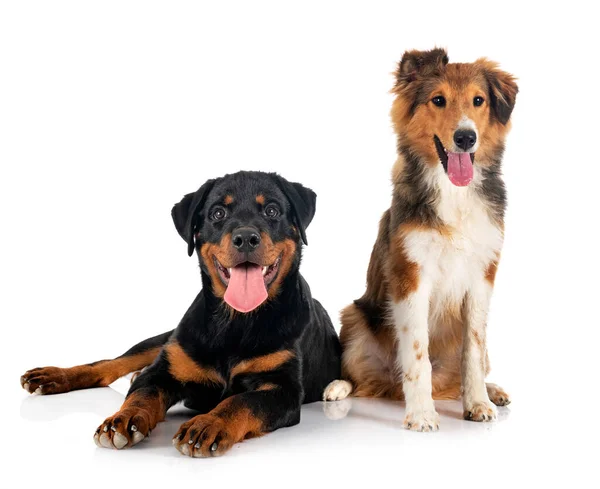 Shetland Schäferhund Und Welpe Rottweiler Vor Weißem Hintergrund — Stockfoto