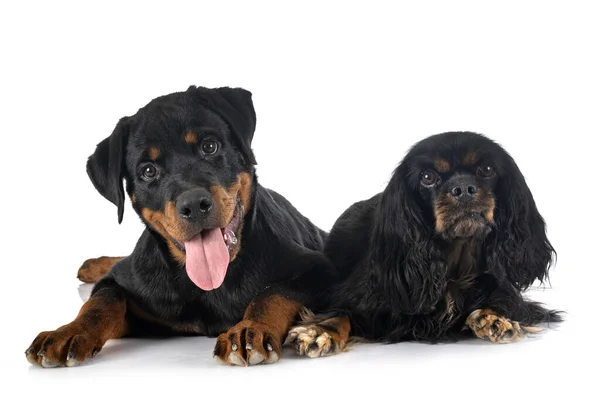 Cavalier King Charles Puppy Rottweiler Front White Background — Stock Photo, Image