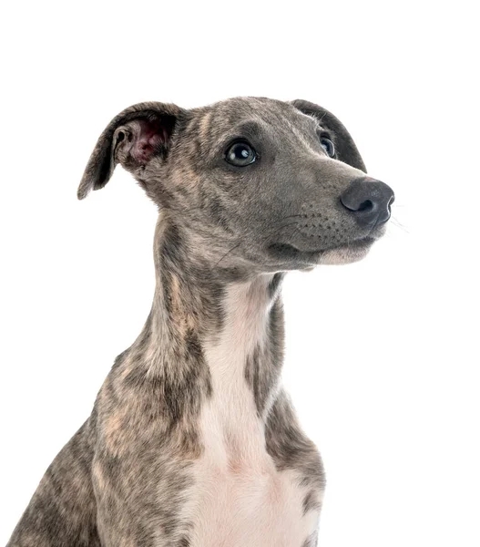 Whippet Inglese Davanti Sfondo Bianco — Foto Stock