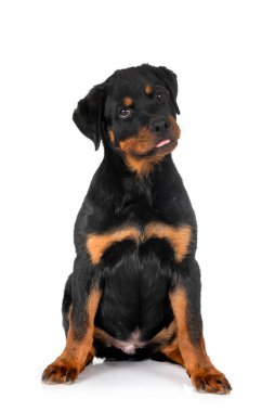 Beyaz arkaplan önünde köpek yavrusu rottweiler