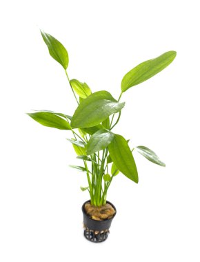 Beyaz arkaplan önünde Echinodorus grandiflorus