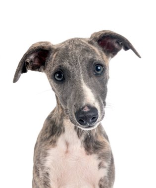 Beyaz arka plan önünde İngilizce tazı