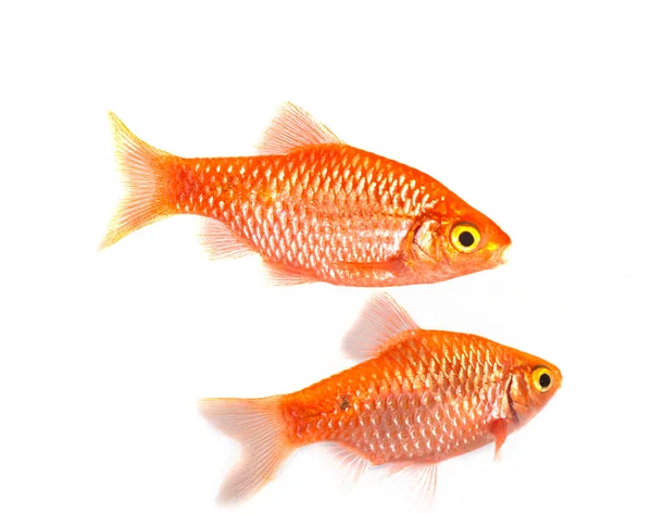 Rosy Barb Front White Background — Stock Photo, Image