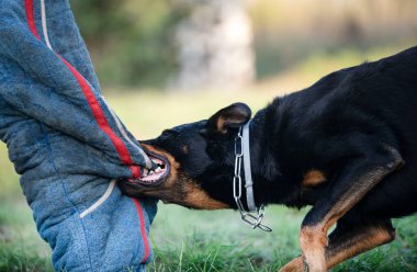 Beauce 'den gelen çoban köpeği güvenlik eğitimi alıyor.