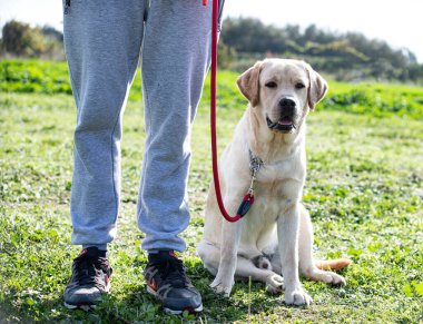 Bir labrador toplayıcısını doğada itaat etmesi için eğitmek