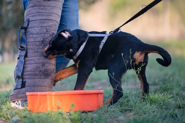 Genç Köpek Yavrusu Rottweiler Doğada Eğitim Görüyor — Stok fotoğraf