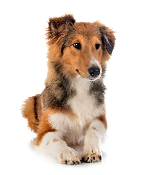 Shetland Sheepdog Front White Background — Stock Photo, Image