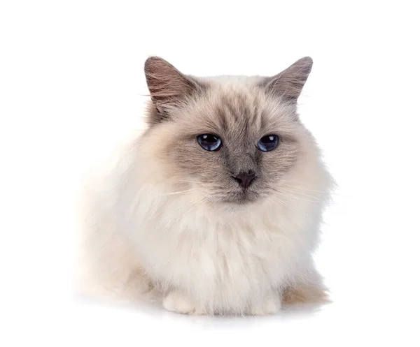 Бірманський Кіт Перед Білим Тлом — стокове фото