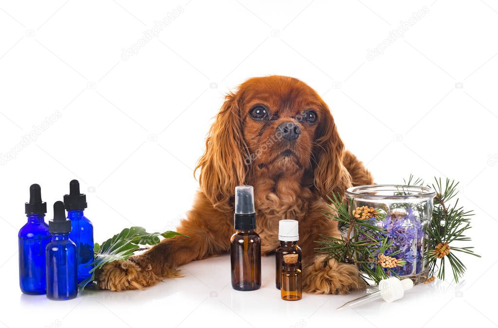 alternative medicine for dog in front of white background