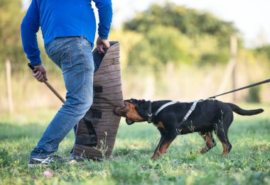 Genç köpek yavrusu Rottweiler doğada eğitim görüyor. 