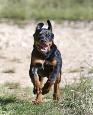 Yavru Rottweiler sonbaharda doğada koşuyor.