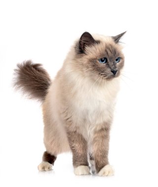 Birman Cat beyaz arkaplanının önünde