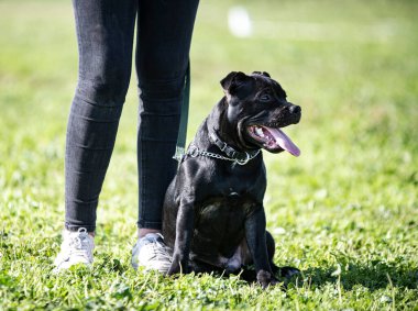 Stamfordshire köpeği ve beyaz arka planda sahibi.