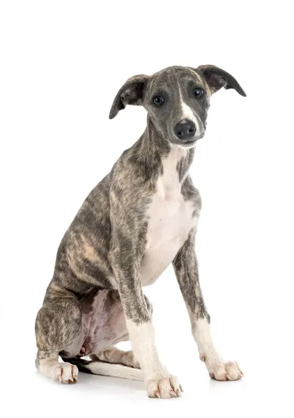 Whippet Inglese Davanti Sfondo Bianco — Foto Stock