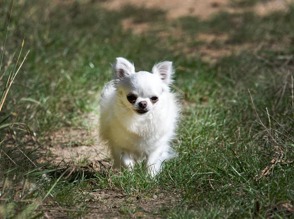 Mały Chihuahua Działa Naturze — Zdjęcie stockowe