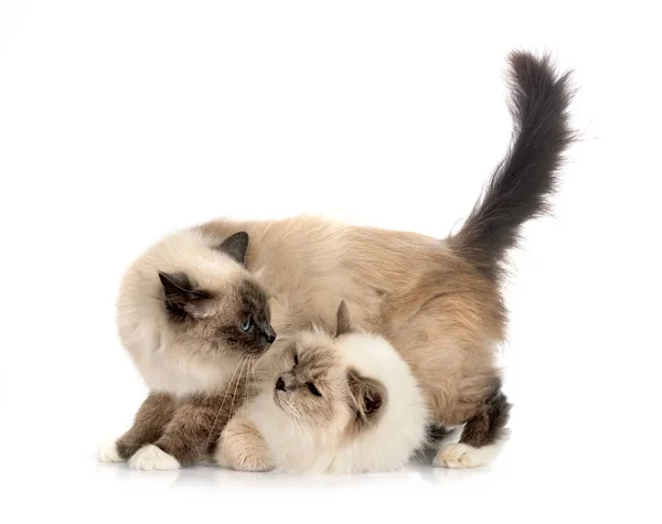 Бірманські Коти Перед Білим Тлом — стокове фото
