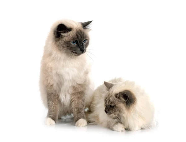 Birman Gatos Frente Blanco Fondo — Foto de Stock