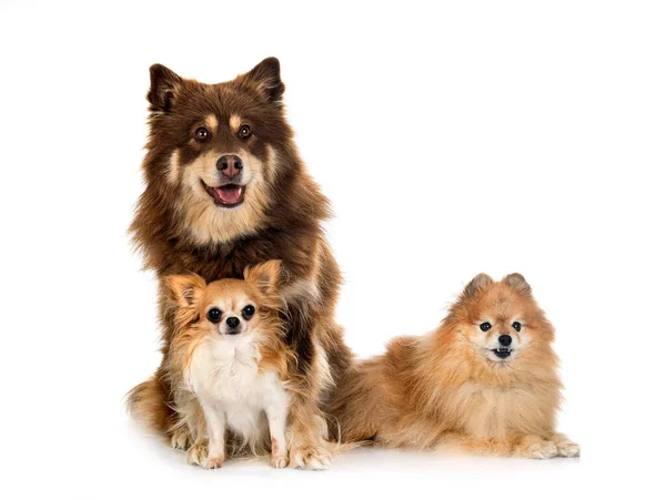 Finnischer Lapphund Spitz Und Chihuahua Vor Weißem Hintergrund — Stockfoto