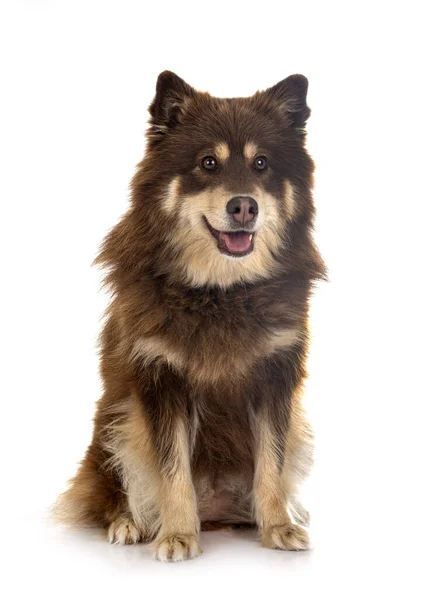 Lapphund Finlandês Frente Fundo Branco — Fotografia de Stock