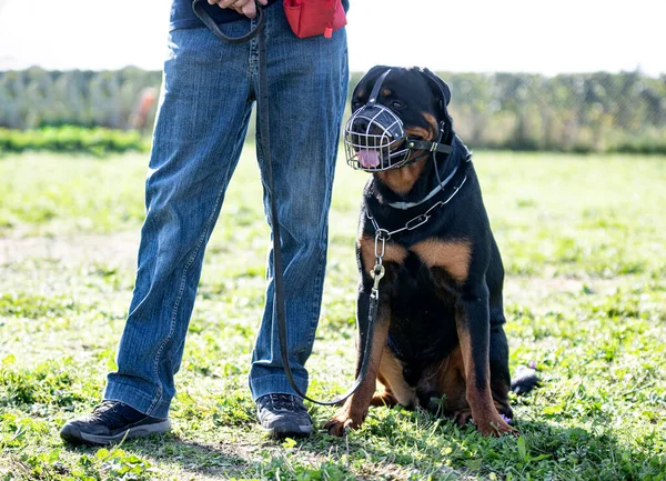 Treinamento Rottweiler Obediência Natureza — Fotografia de Stock