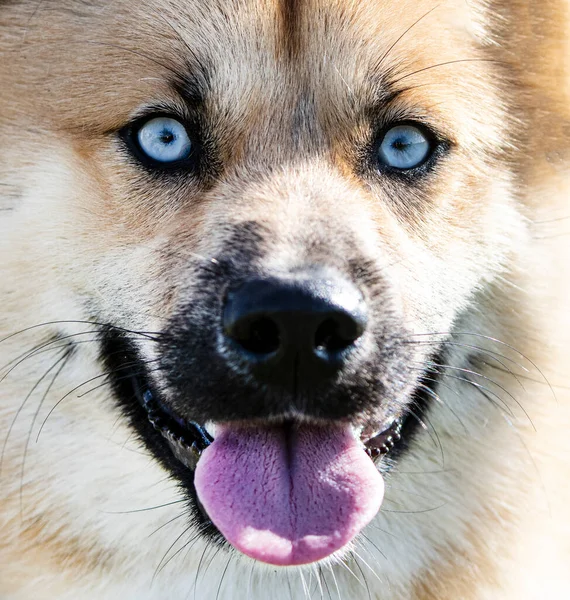 Training Van Een Pomsky Voor Gehoorzaamheid Natuur — Stockfoto