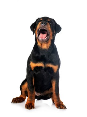 Beyaz arkaplan önünde köpek yavrusu rottweiler