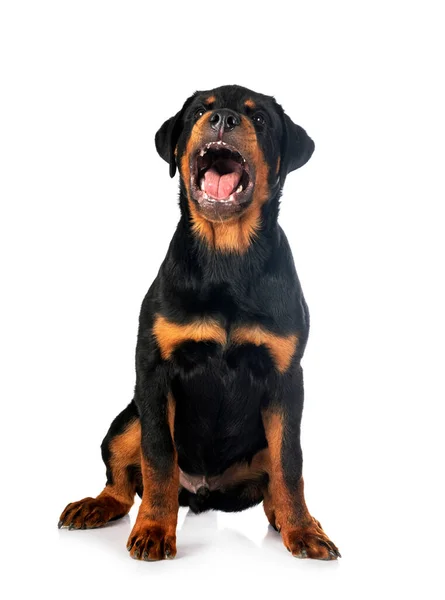 Valp Rottweiler Framför Vit Bakgrund — Stockfoto