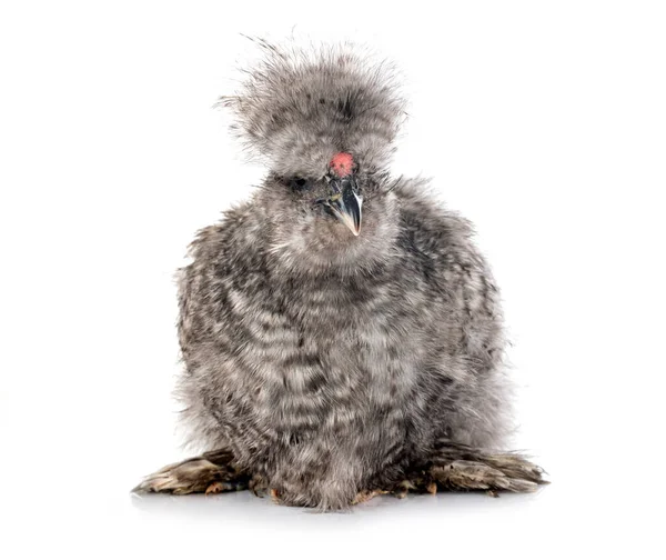 Silkie Negro Delante Fondo Blanco — Foto de Stock