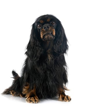 Beyaz arkaplan önünde süvari kral Charles