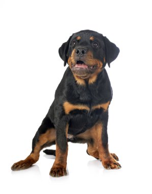 Beyaz arkaplan önünde köpek yavrusu rottweiler