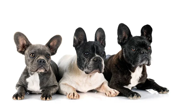 French Bulldogs Front White Background — Stock Photo, Image