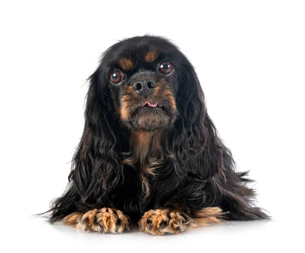 Cavalier King Charles Front White Background — Stock Photo, Image