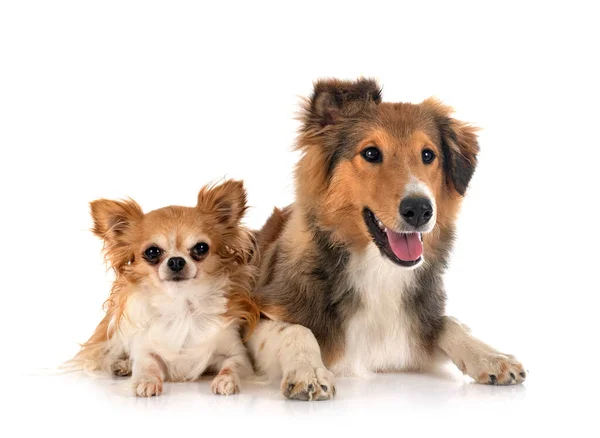 Shetland Schäferhund Und Chihuahua Vor Weißem Hintergrund — Stockfoto