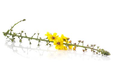 Verbascum thapsus beyaz arka plan önünde